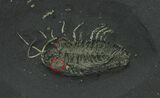 Pyritized Triarthrus Trilobite With Eggs - New York #39188-1